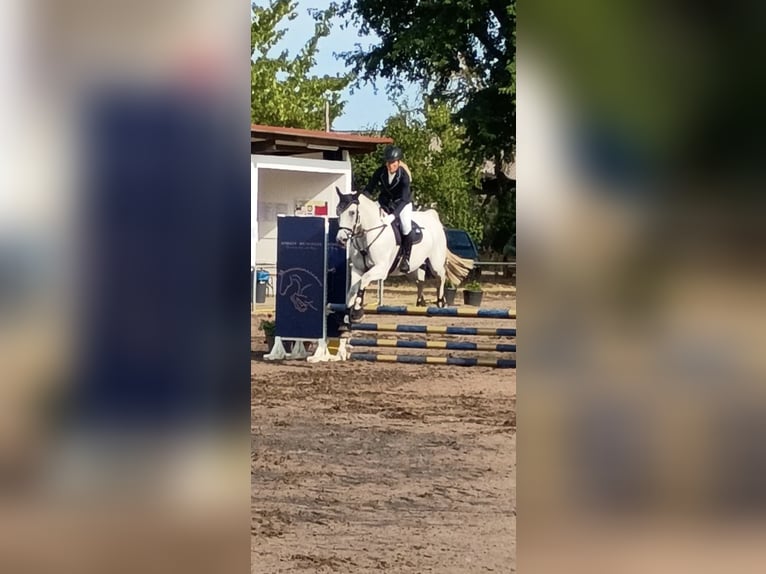 Mecklenburger Warmblut Wallach 10 Jahre 170 cm Schimmel in Weiterstadt