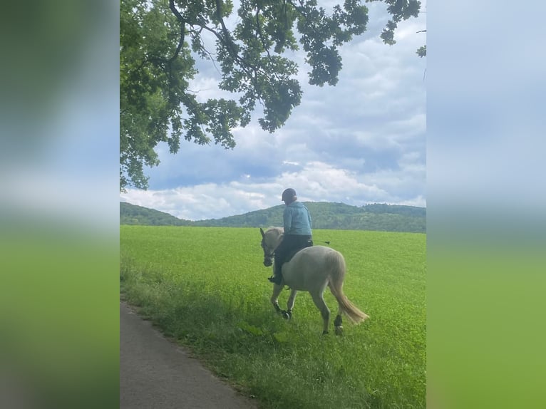 Mecklenburger Warmblut Wallach 10 Jahre 170 cm Schimmel in Weiterstadt