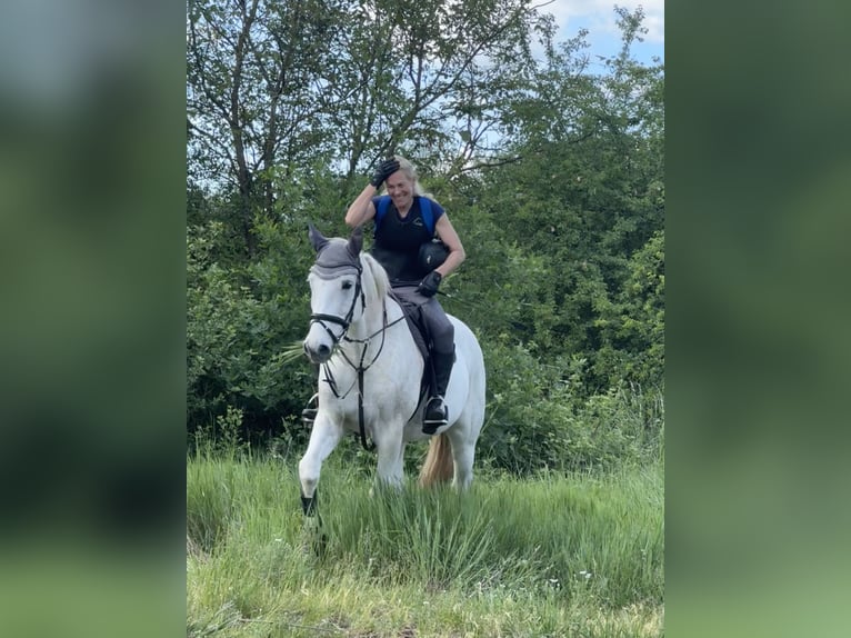 Mecklenburger Warmblut Wallach 10 Jahre 170 cm Schimmel in Weiterstadt