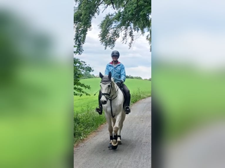 Mecklenburger Warmblut Wallach 10 Jahre 170 cm Schimmel in Weiterstadt