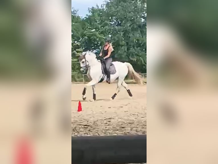 Mecklenburger Warmblut Wallach 10 Jahre 170 cm Schimmel in Weiterstadt