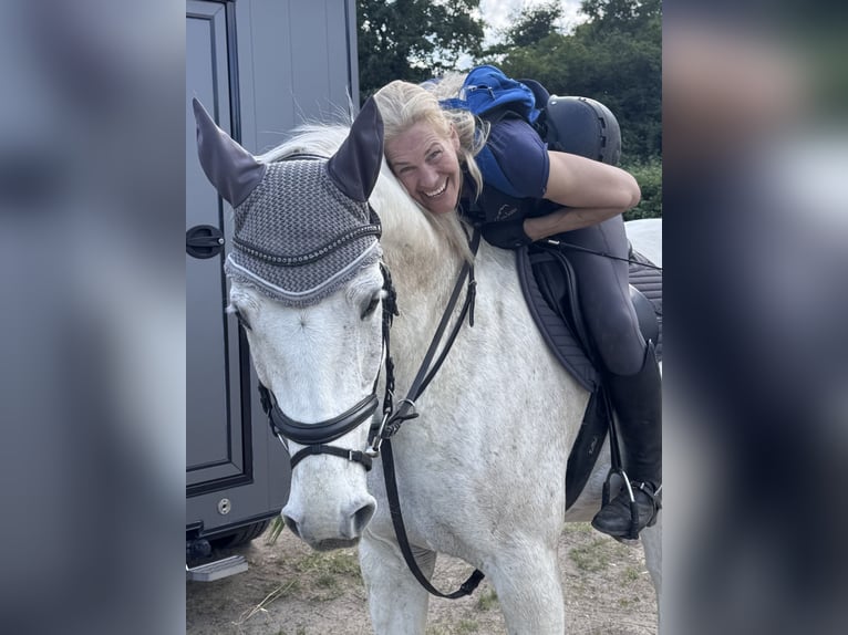 Mecklenburger Warmblut Wallach 10 Jahre 170 cm Schimmel in Weiterstadt