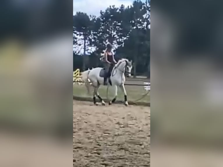 Mecklenburger Warmblut Wallach 10 Jahre 170 cm Schimmel in Weiterstadt
