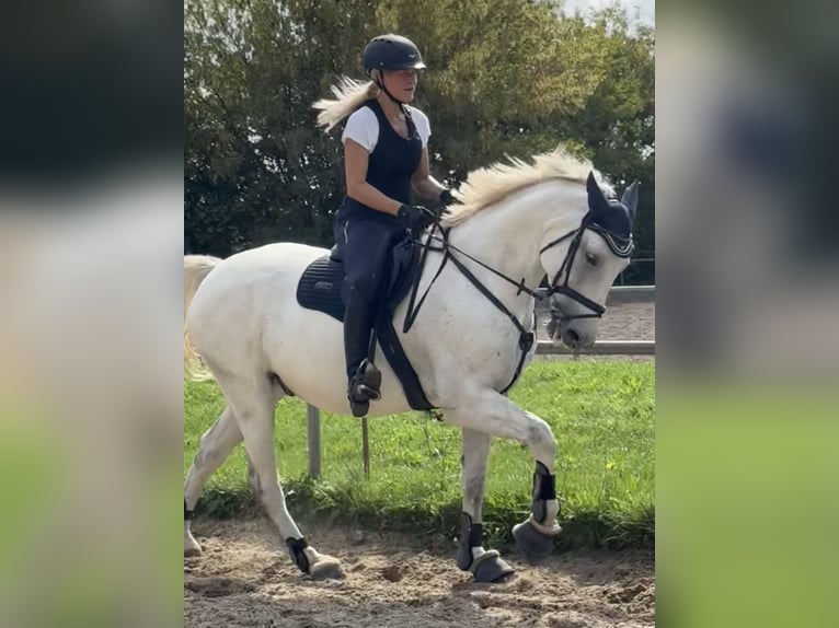 Mecklenburger Warmblut Wallach 10 Jahre 170 cm Schimmel in Weiterstadt