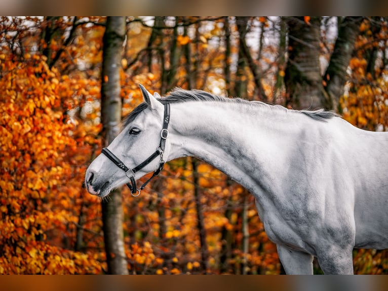 Mecklenburger Warmblut Wallach 10 Jahre 170 cm Schimmel in Nettetal