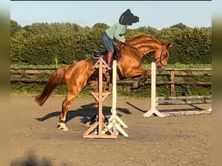 Mecklenburger Warmblut Wallach 10 Jahre 172 cm Fuchs in Fallingbostel