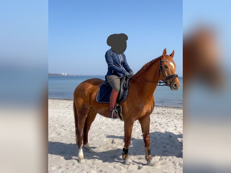 Mecklenburger Warmblut Wallach 10 Jahre 172 cm Fuchs in Fallingbostel