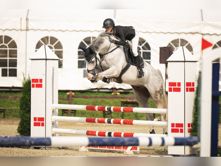 Mecklenburger Warmblut Wallach 10 Jahre 172 cm Schimmel in Nettetal