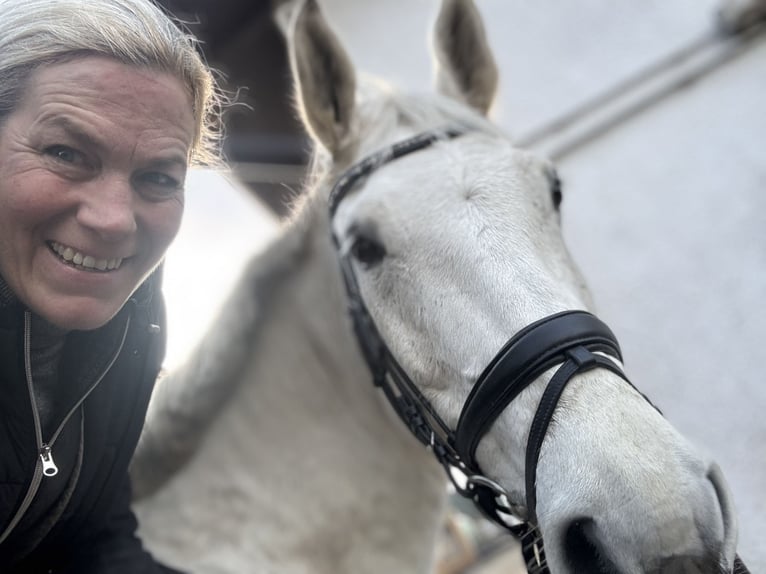 Mecklenburger Warmblut Wallach 10 Jahre 172 cm Schimmel in Weiterstadt