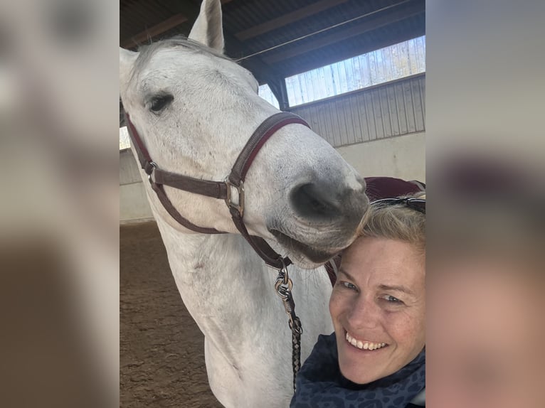 Mecklenburger Warmblut Wallach 10 Jahre 176 cm Schimmel in Weiterstadt