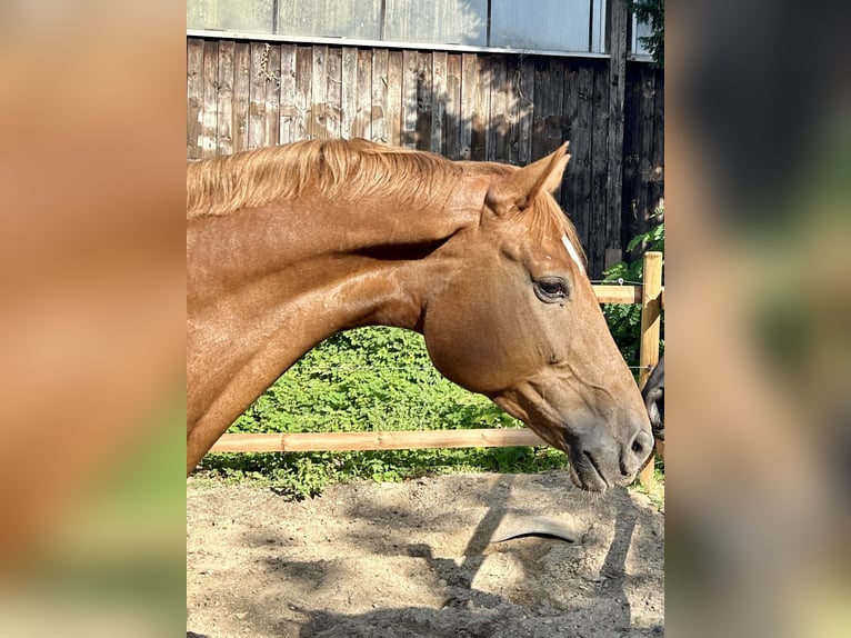 Mecklenburger Warmblut Wallach 10 Jahre 178 cm Dunkelfuchs in Berlin