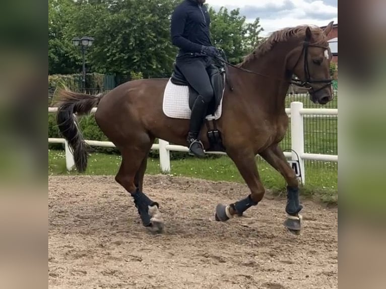 Mecklenburger Warmblut Wallach 10 Jahre 178 cm Dunkelfuchs in Berlin