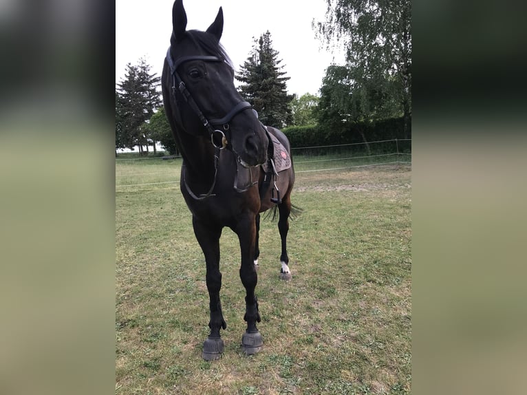 Mecklenburger Warmblut Wallach 11 Jahre 165 cm Schwarzbrauner in Roggenhagen