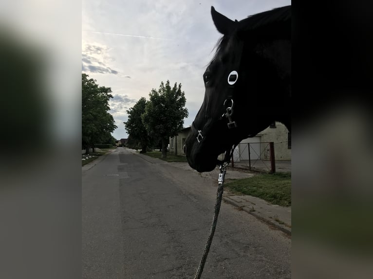 Mecklenburger Warmblut Wallach 11 Jahre 165 cm Schwarzbrauner in Roggenhagen