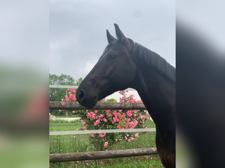 Mecklenburger Warmblut Wallach 11 Jahre 166 cm Rappe in Wien, Donaustadt