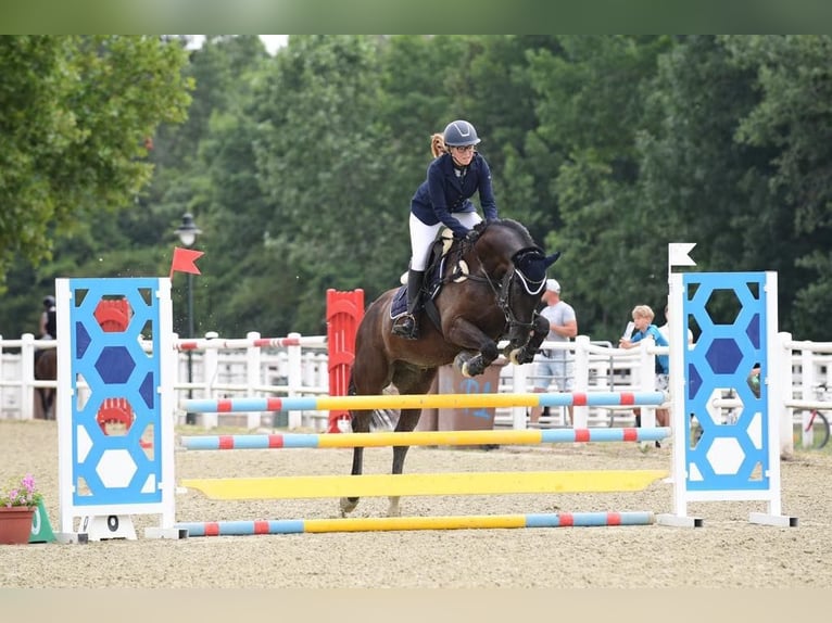 Mecklenburger Warmblut Wallach 11 Jahre 166 cm Rappe in Wien, Donaustadt