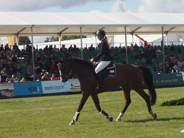 Mecklenburger Warmblut Wallach 11 Jahre 172 cm Brauner in Redefin