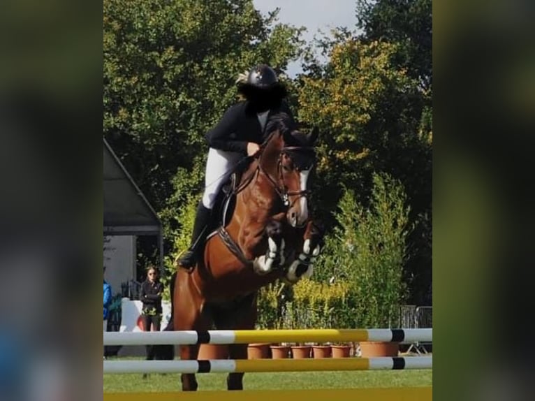 Mecklenburger Warmblut Wallach 11 Jahre 172 cm Brauner in Redefin