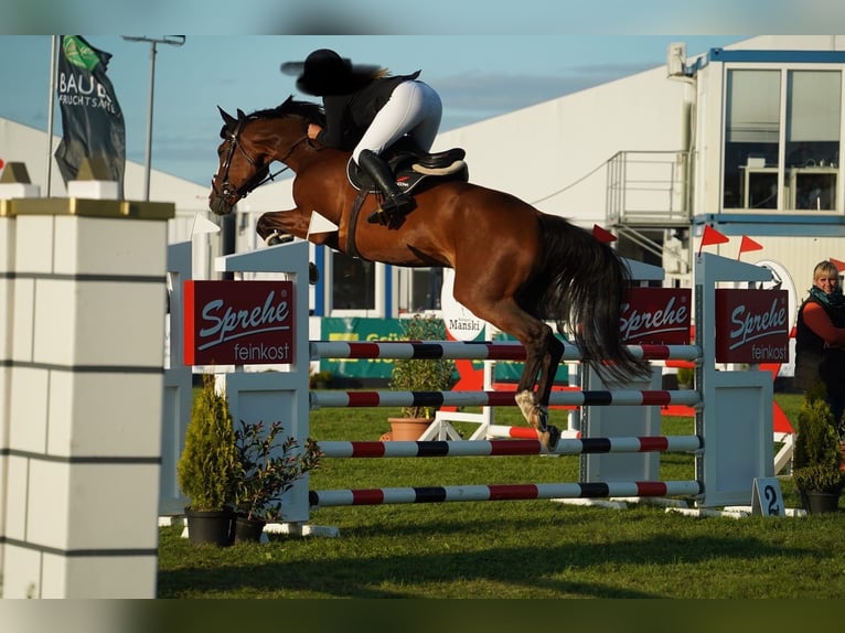 Mecklenburger Warmblut Wallach 11 Jahre 172 cm Brauner in Redefin