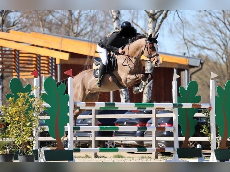 Mecklenburger Warmblut Wallach 11 Jahre 172 cm Brauner in Redefin