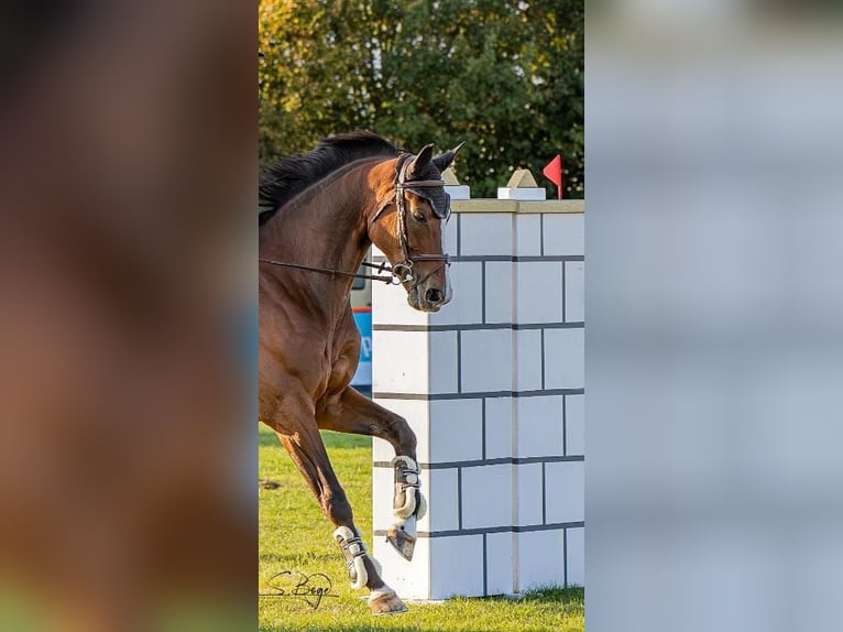 Mecklenburger Warmblut Wallach 11 Jahre 172 cm Brauner in Redefin