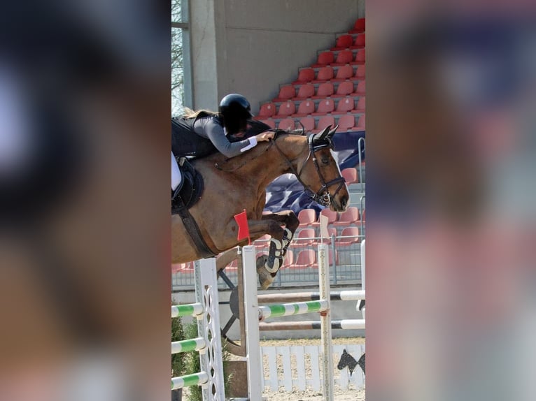 Mecklenburger Warmblut Wallach 11 Jahre 172 cm Brauner in Redefin