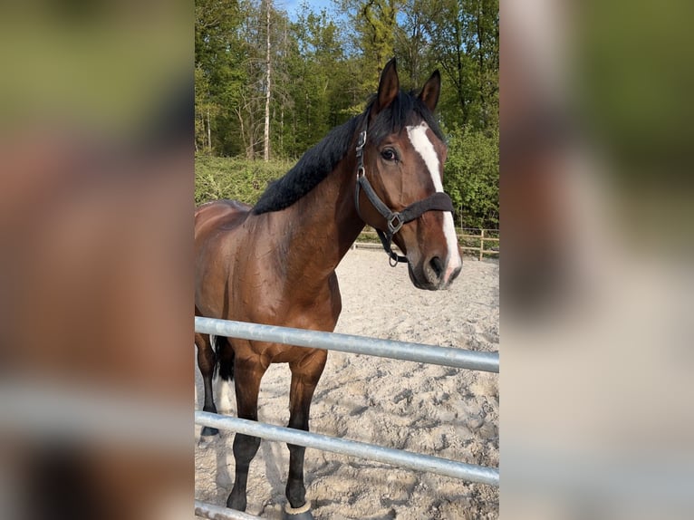 Mecklenburger Warmblut Wallach 12 Jahre 172 cm Brauner in H&#xFC;ckelhoven