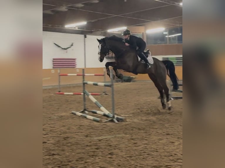 Mecklenburger Warmblut Wallach 12 Jahre 172 cm Brauner in H&#xFC;ckelhoven