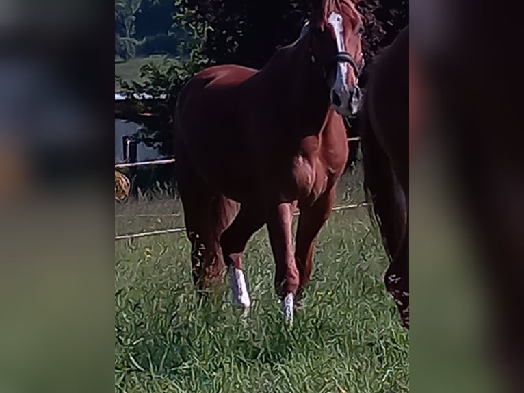 Mecklenburger Warmblut Wallach 12 Jahre 172 cm Fuchs in Deggingen