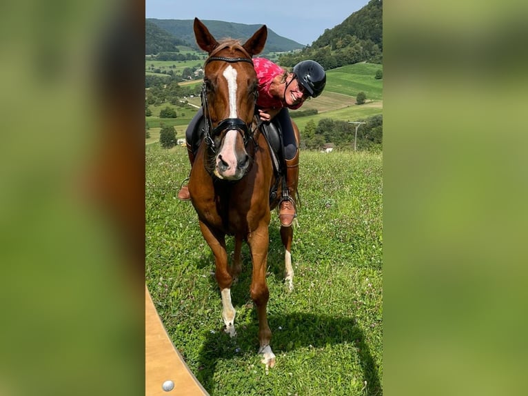 Mecklenburger Warmblut Wallach 12 Jahre 172 cm Fuchs in Deggingen