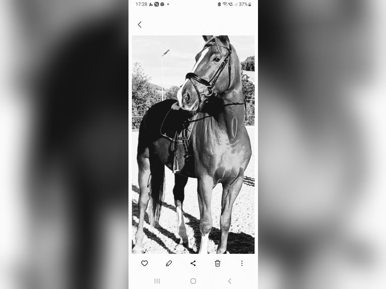 Mecklenburger Warmblut Wallach 12 Jahre 172 cm Fuchs in Deggingen