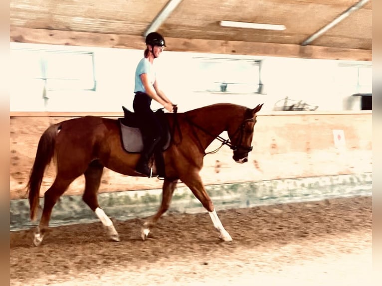 Mecklenburger Warmblut Wallach 12 Jahre 172 cm Fuchs in Deggingen