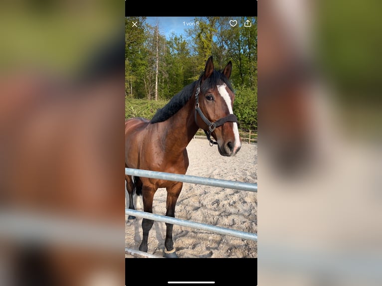 Mecklenburger Warmblut Wallach 12 Jahre 176 cm Brauner in H&#xFC;ckelhoven