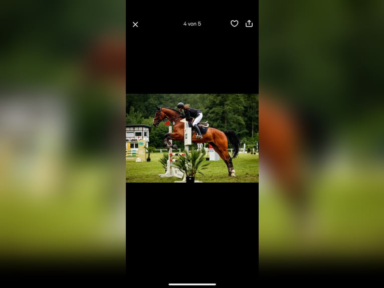 Mecklenburger Warmblut Wallach 12 Jahre 176 cm Brauner in H&#xFC;ckelhoven