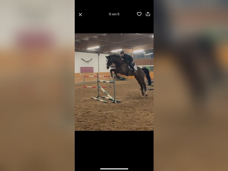 Mecklenburger Warmblut Wallach 12 Jahre 176 cm Brauner in H&#xFC;ckelhoven