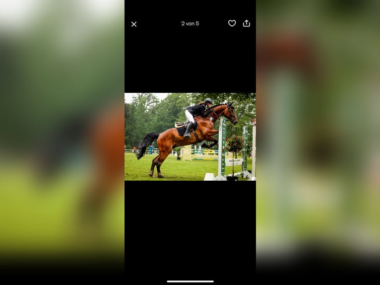 Mecklenburger Warmblut Wallach 12 Jahre 176 cm Brauner in H&#xFC;ckelhoven