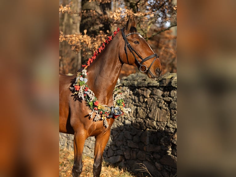 Mecklenburger Warmblut Wallach 12 Jahre 178 cm Brauner in Radeburg