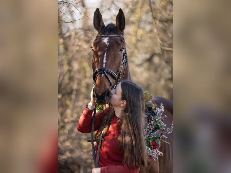 Mecklenburger Warmblut Wallach 12 Jahre 178 cm Brauner in Radeburg