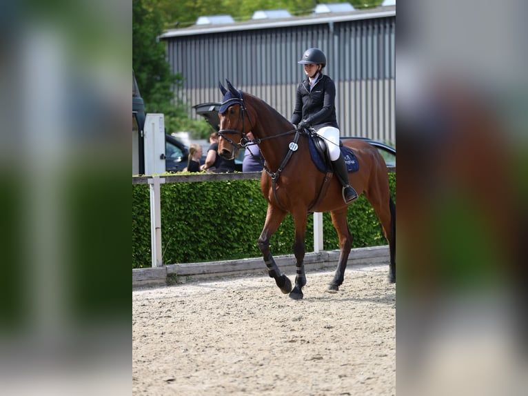 Mecklenburger Warmblut Wallach 12 Jahre 178 cm Brauner in Radeburg