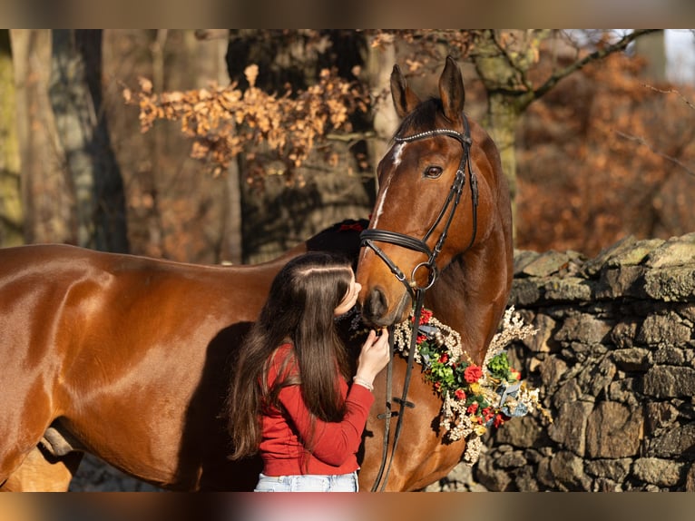 Mecklenburger Warmblut Wallach 12 Jahre 178 cm Brauner in Radeburg
