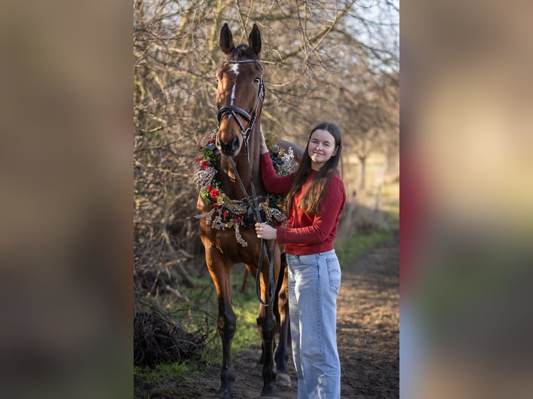 Mecklenburger Warmblut Wallach 12 Jahre 178 cm Brauner in Radeburg