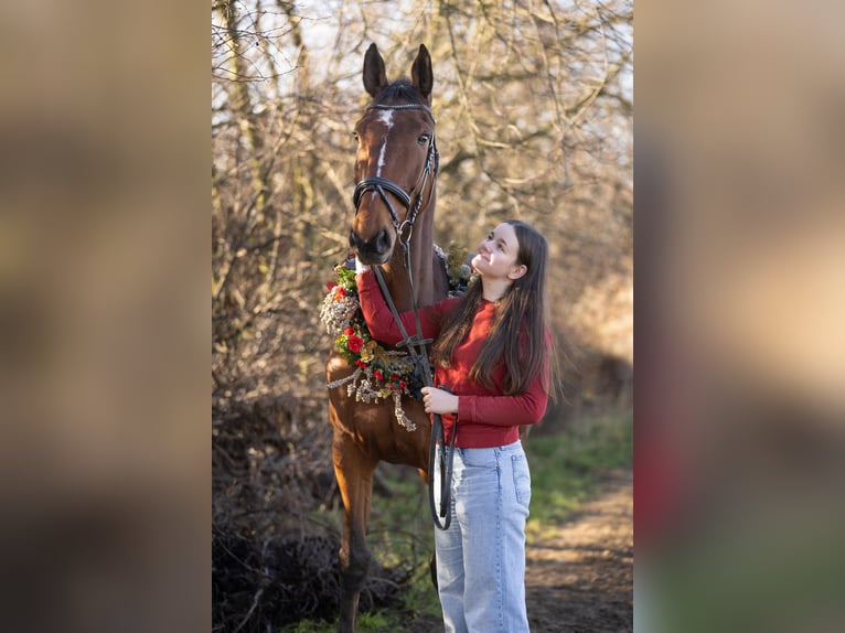 Mecklenburger Warmblut Wallach 12 Jahre 178 cm Brauner in Radeburg