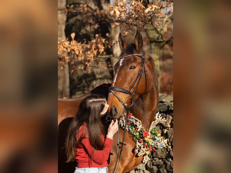 Mecklenburger Warmblut Wallach 12 Jahre 178 cm Brauner in Radeburg