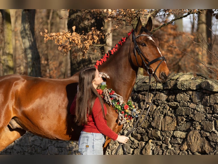 Mecklenburger Warmblut Wallach 12 Jahre 178 cm Brauner in Radeburg