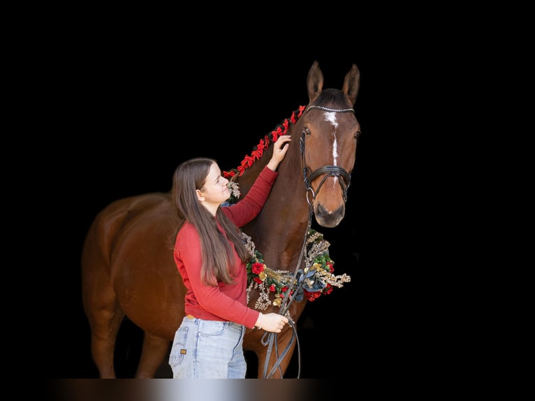 Mecklenburger Warmblut Wallach 12 Jahre 178 cm Brauner in Radeburg
