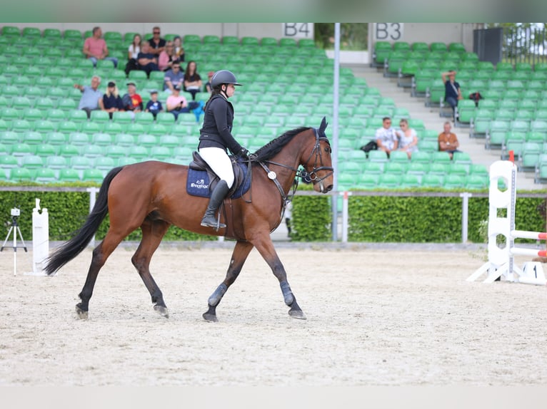 Mecklenburger Warmblut Wallach 12 Jahre 178 cm Brauner in Radeburg