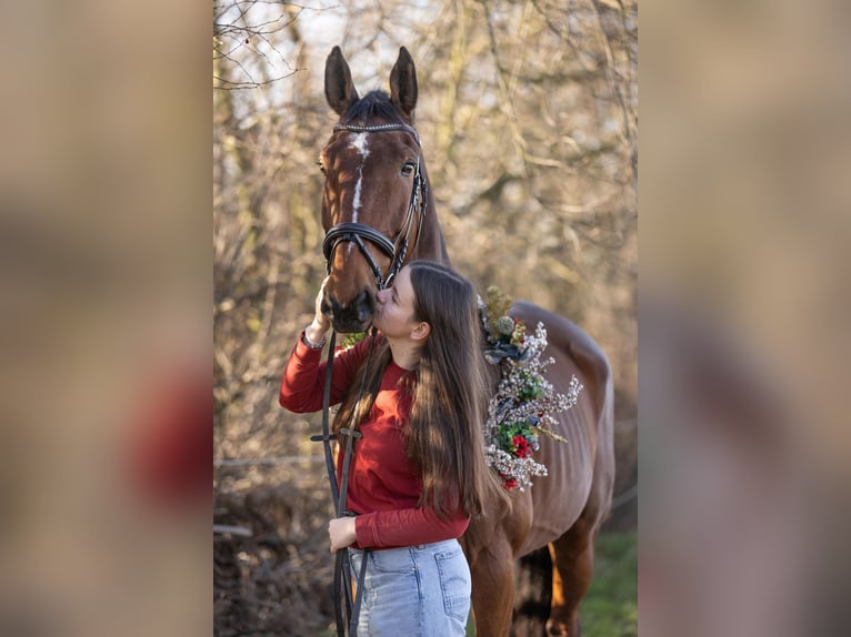 Mecklenburger Warmblut Wallach 12 Jahre 178 cm Brauner in Radeburg