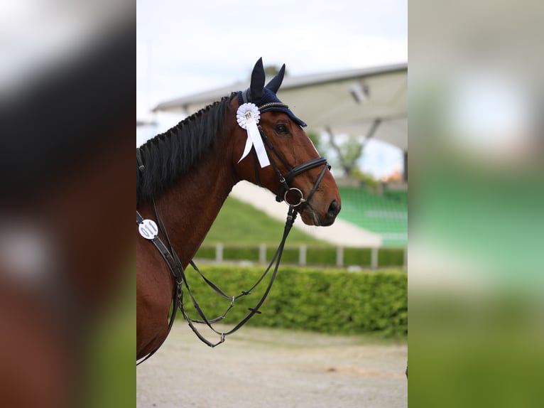 Mecklenburger Warmblut Wallach 12 Jahre 178 cm Brauner in Radeburg