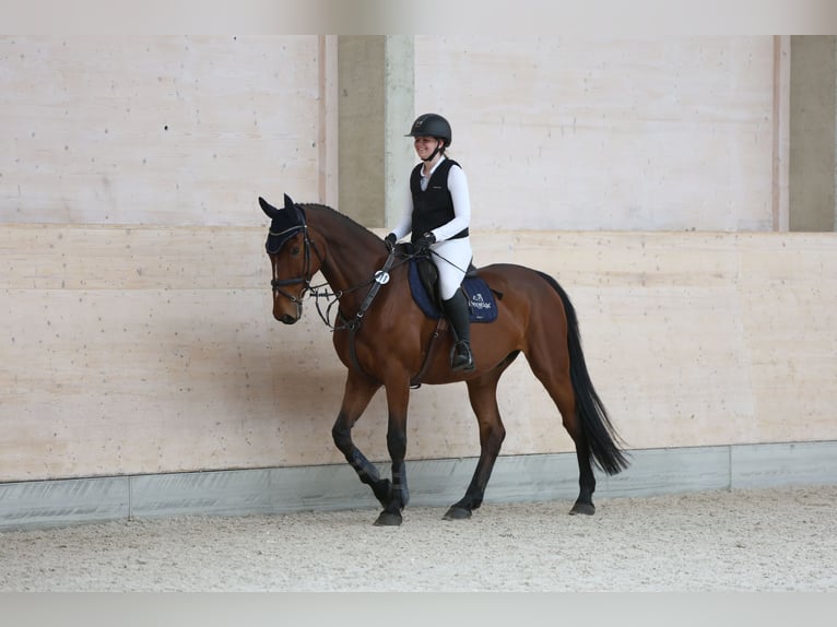 Mecklenburger Warmblut Wallach 12 Jahre 178 cm Brauner in Radeburg