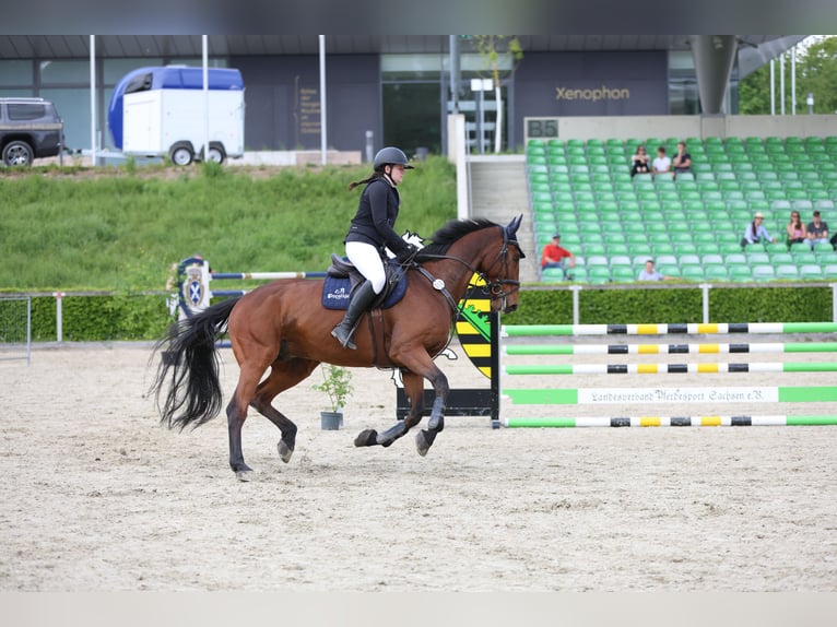 Mecklenburger Warmblut Wallach 12 Jahre 178 cm Brauner in Radeburg